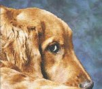 (image for) Golden Eyes - Golden Retriever